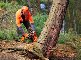 Professional  Tree Services in Sonoma State University, CA