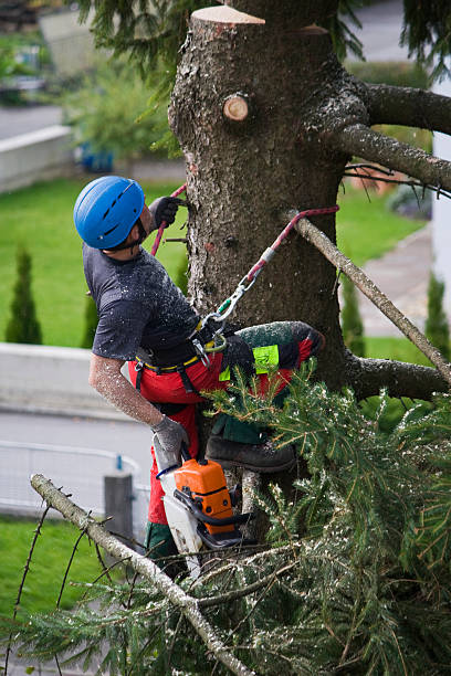 Best Organic Lawn Care Solutions  in Sonoma State University, CA