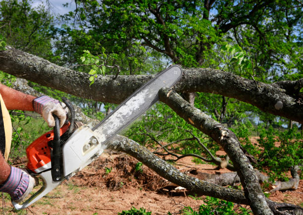 Why Choose Our Tree Removal Services in Sonoma State University, CA?